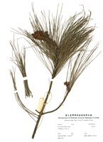 藏品(琉球松)的圖片